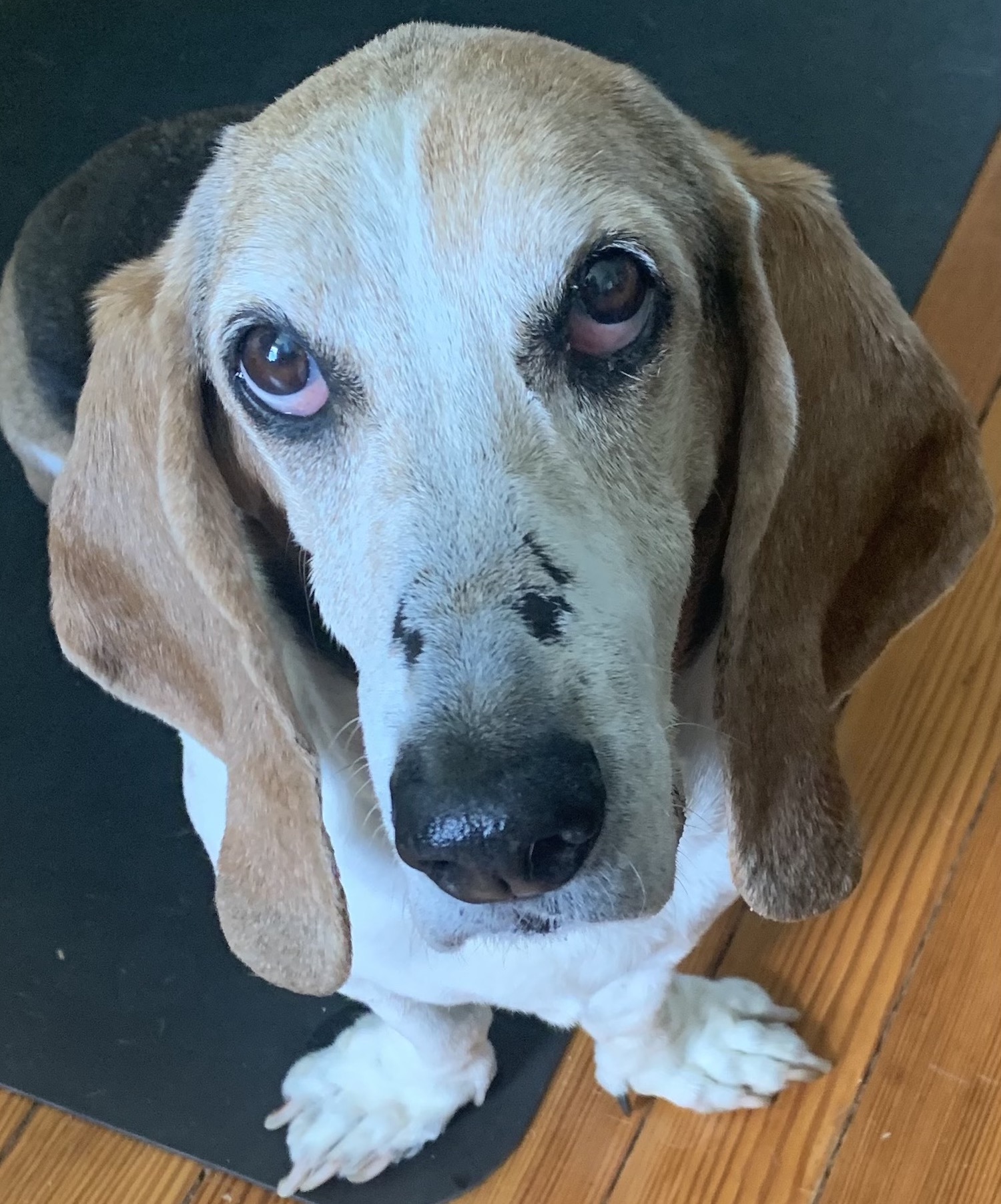 Daisy